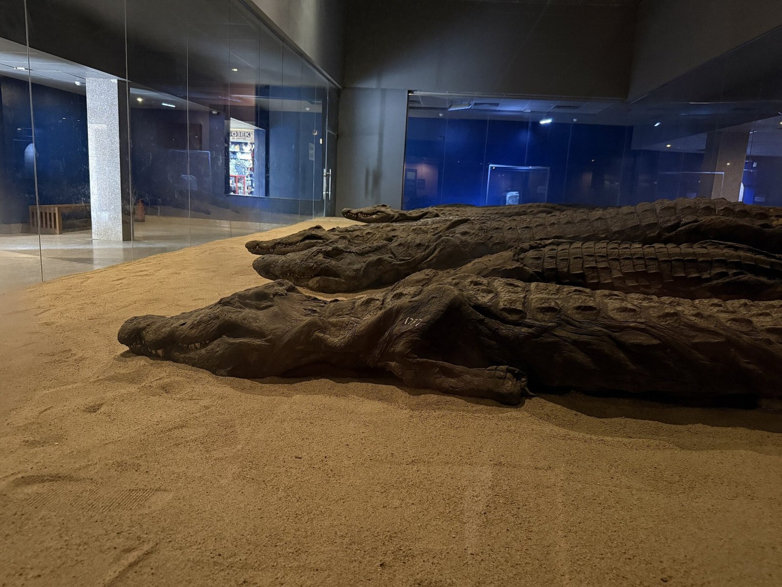 The Crocodile Museum at Kom Ombo